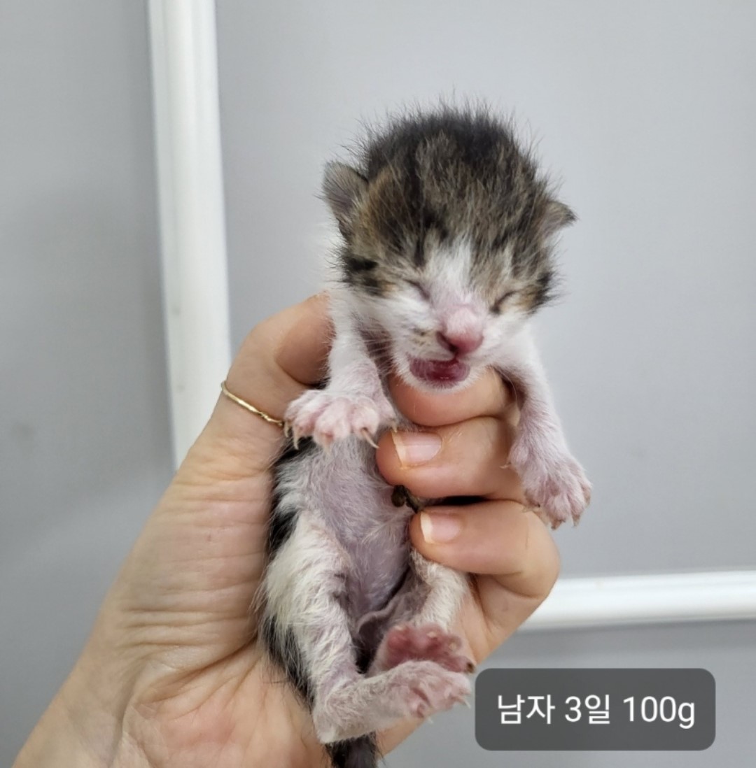 한국 고양이 이미지 파일 입니다.